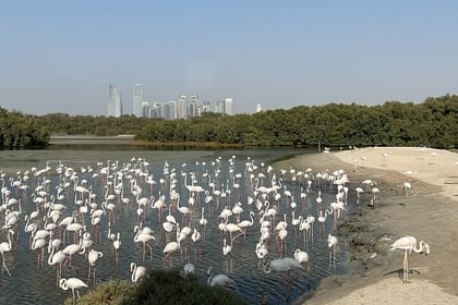 Private Morning Desert Safari with Camel Ride Falcon Photos