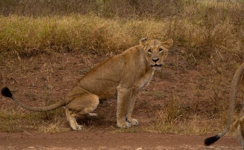Night Game Drive Safari in Nairobi National Park