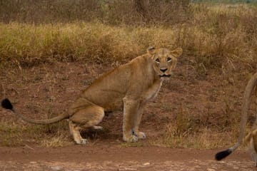 Night Game Drive Safari in Nairobi National Park