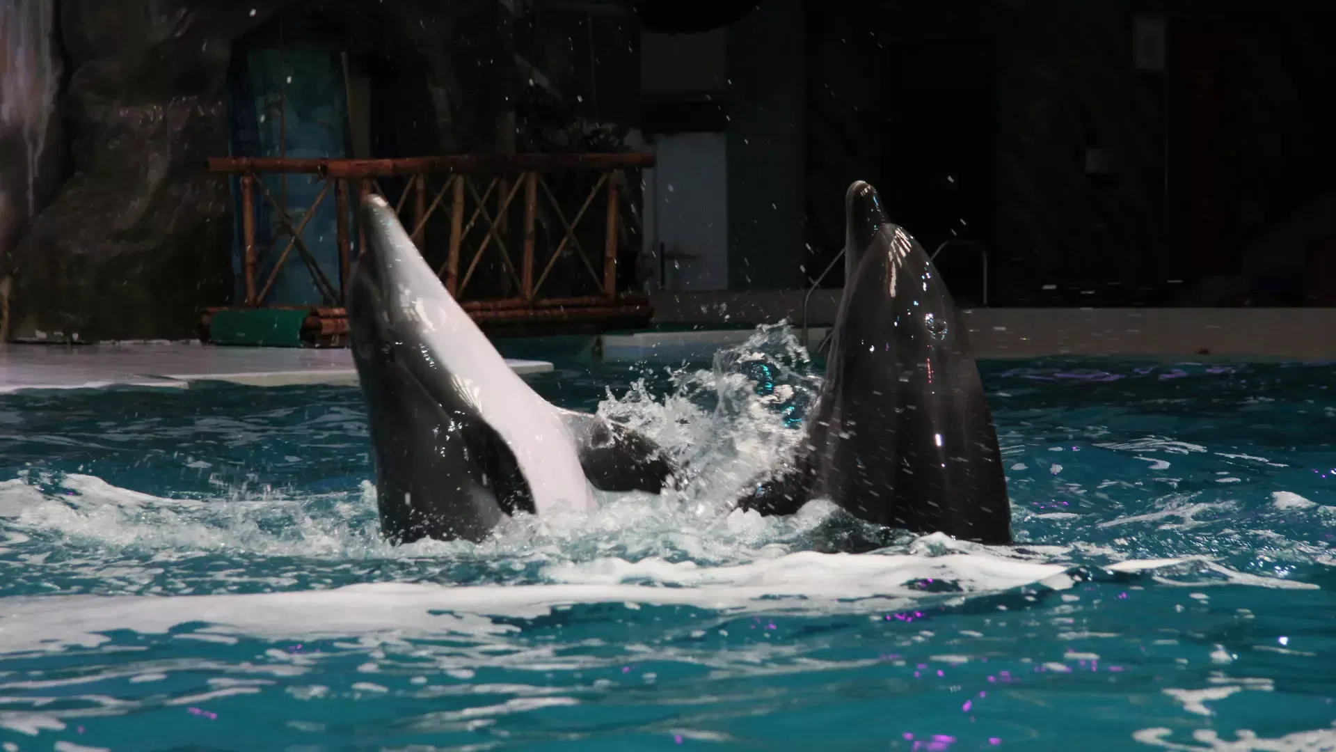 Two dolphins emerge vertically from the water, creating splashes in an indoor pool at Dubai Dolphinarium.