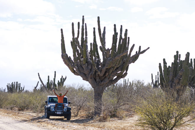 Private Jeep tour surrounded by giant cardón cacti in the Baja desert near Los Cabos