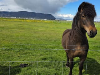 South Coast Private Tour from Reykjavik to Iconic Attractions, photo 6