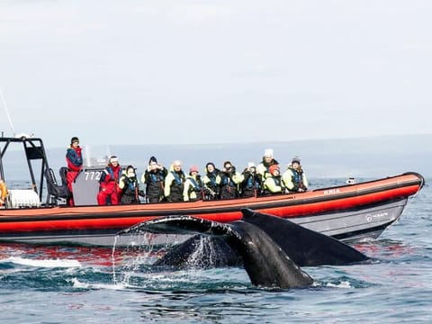 Husavik Whale Capital of Iceland