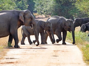 Three-Day Adventure Tour in Wasgamuwa National Park, Matale