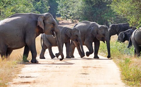 Three-Day Adventure Tour in Wasgamuwa National Park, Matale