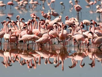 From Arusha: Day Trip to Lake Manyara National Park