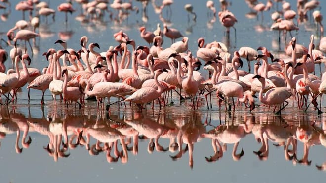 From Arusha: Day Trip to Lake Manyara National Park 2