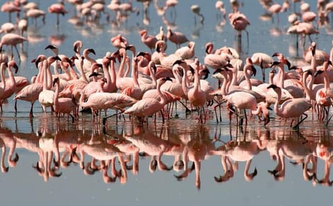 From Arusha: Day Trip to Lake Manyara National Park