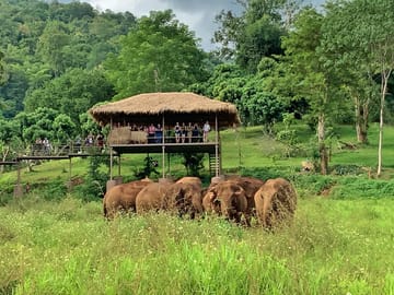 Chiang Mai:Ethical Elephant Observation Nature Park Visit