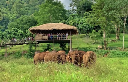 Chiang Mai:Ethical Elephant Observation Nature Park Visit