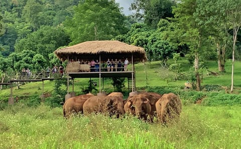 Chiang Mai:Ethical Elephant Observation Nature Park Visit