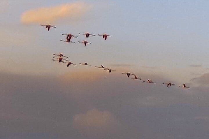 Flamingos flying in the sky near Plemmirio, Sicily
