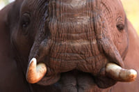 Elephant Interaction Experience 8