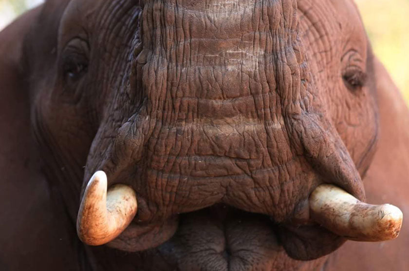 Elephant Interaction Experience 8