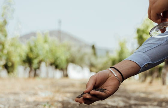 WINE TASTING on Vesuvius tour from Naples – Group Tour