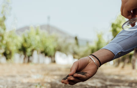Wine Tasting Tour in Boscotrecase near Vesuvius from Naples