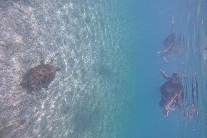 Santuario de tortugas Akumal Snorkel Experiencia marina