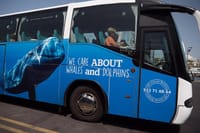 Whale Watching Catamaran to Los Gigantes & Masca 2