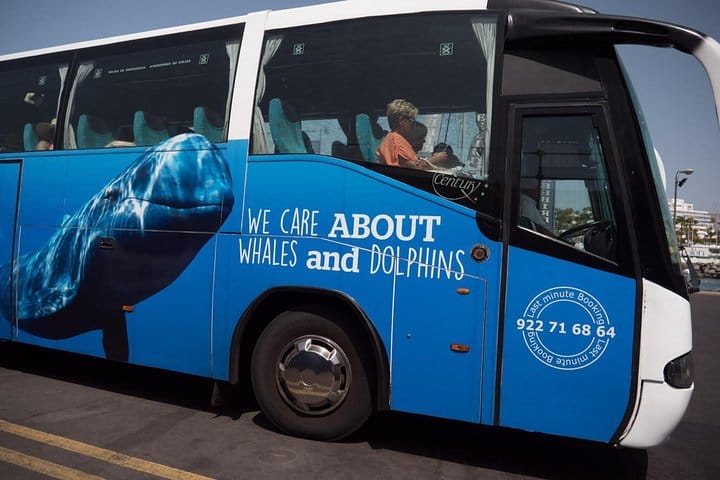Whale Watching Catamaran to Los Gigantes & Masca 2