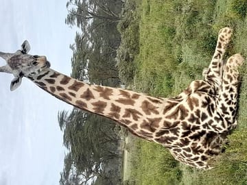 4-Day Masai Mara, L Naivasha and L Nakuru Safari