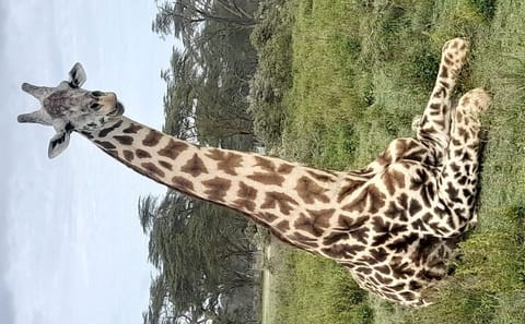 4-Day Safari Tour of Masai Mara, Lake Nakuru, and Hell's Gate