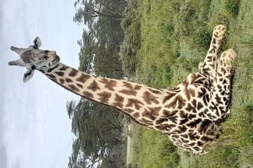 4-Day Safari Tour of Masai Mara, Lake Nakuru, and Hell's Gate