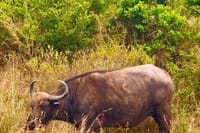 Experience the magic of Nairobi National Park as you witness buffalo in their natural habitat! Our guided walking tours offer a unique opportunity to get up close to these magnificent animal