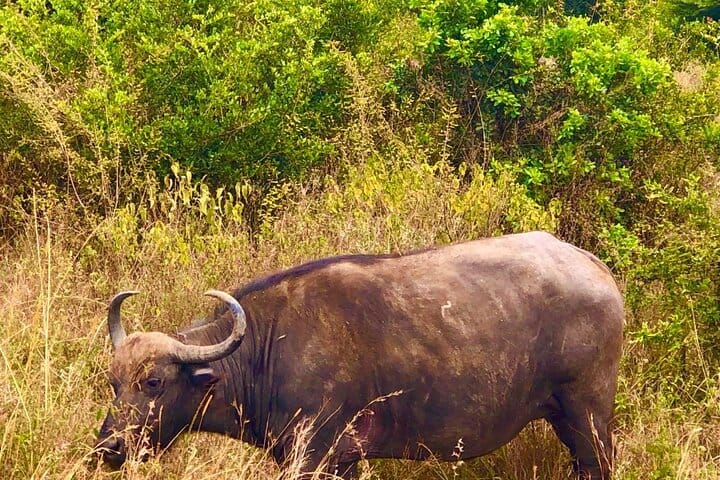 Experience the magic of Nairobi National Park as you witness buffalo in their natural habitat! Our guided walking tours offer a unique opportunity to get up close to these magnificent animal