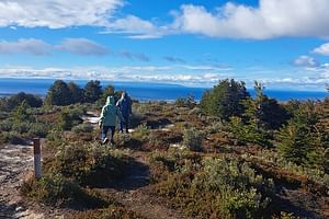 Half-Day Patagonian Forest Hike in Punta Arenas