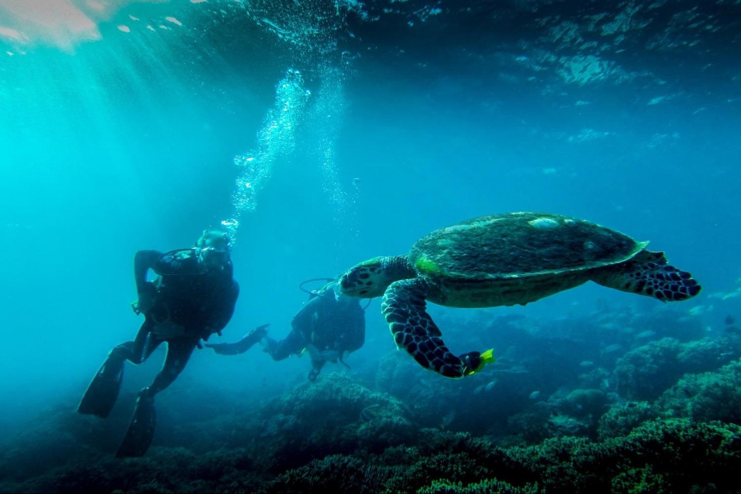 Mussandam Sea Safari with Lunch with Daytur