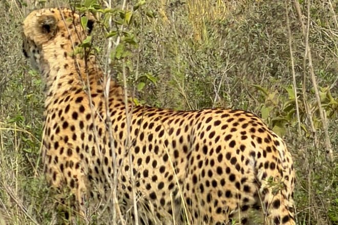 3 Days and 2 Nights Private Maasai Mara Safari 6