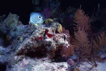 Night Snorkeling Experience in Mirissa