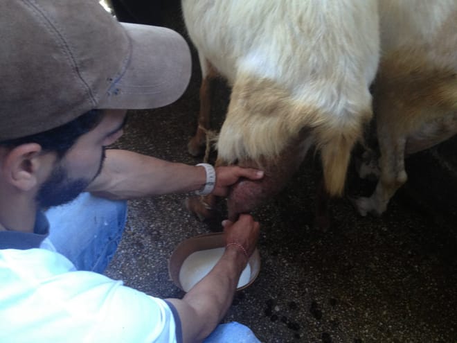 Visit the Farm - Enjoy Animals and Nature in Mykonos 8