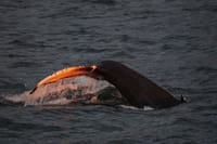 Akureyri Classic Whales in the Midnight Sun 5