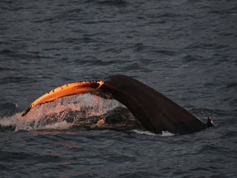 Akureyri Classic Whales in the Midnight Sun, photo 6