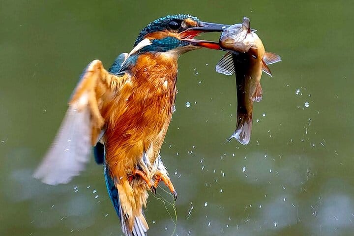 4-Day Birding in Murchison Falls National Park