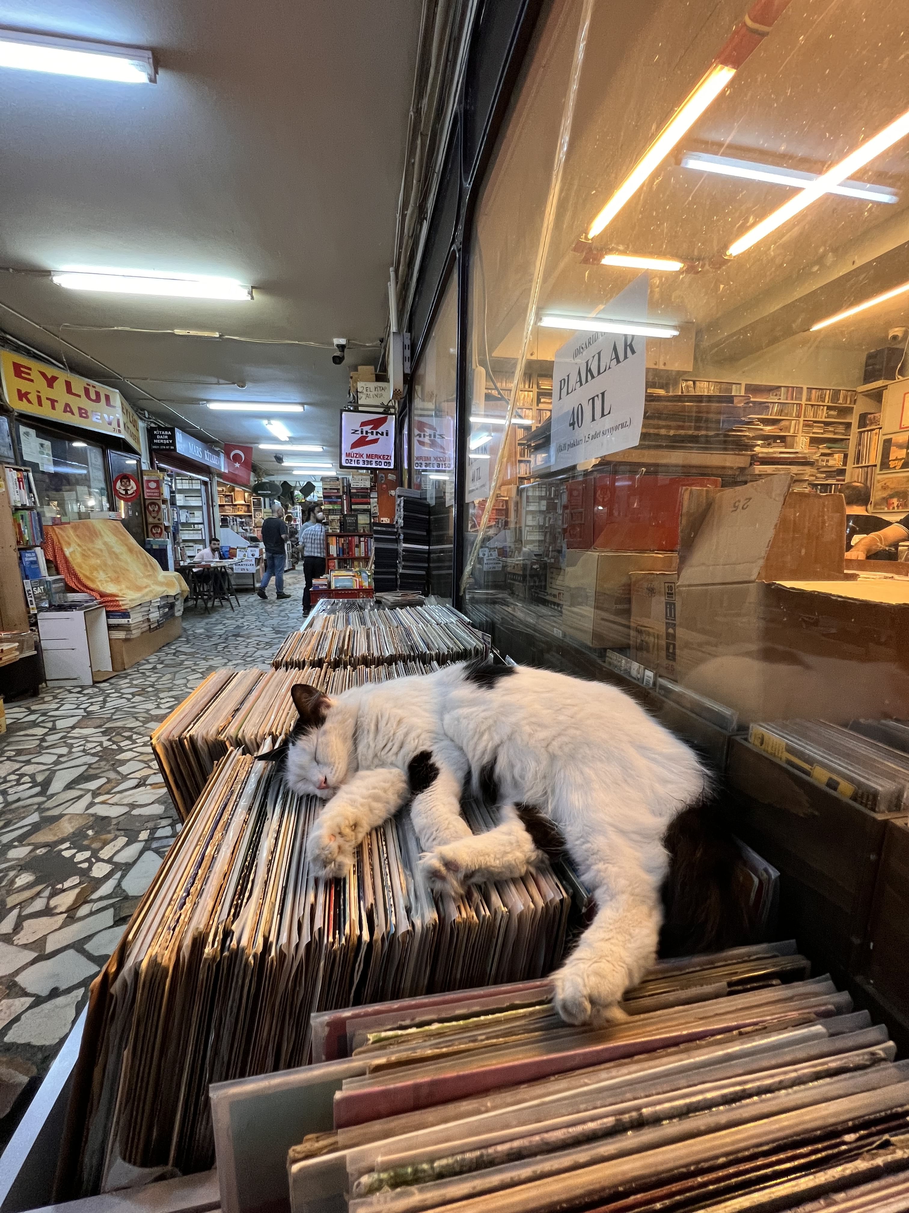 Cats of Istanbul