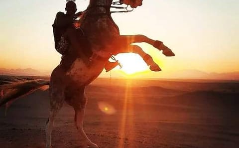 Premium 1 Hour Elite Desert Horseback Riding Adventure – Hurghada