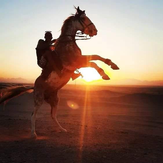 Premium 1 Hour Elite Desert Horseback Riding Adventure - Hurghada photo 3