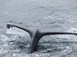 Best Value Whale Watching tour from Reykjavik, photo 31