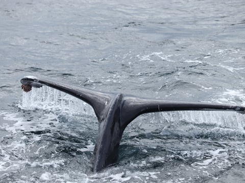 Best Value Whale Watching tour from Reykjavik, photo 31