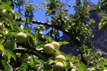Madeira’s Hidden Gem Scenic Cabriolet Ride
