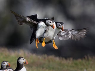 Puffins in Vestmannaneyjar