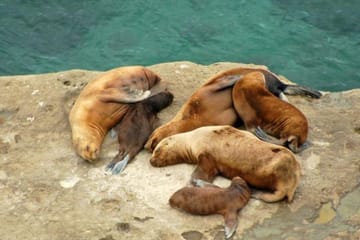 Full Day Tour to Punta Ninfas from Puerto Madryn