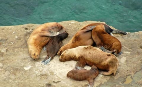 Full Day Nature Tour to Punta Ninfas from Puerto Madryn