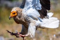 Half-Day Group Guided Birdwatching Tour with Ravadinovo Castle 4