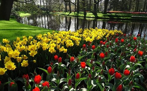 Day Tour to Keukenhof Gardens and Zaanse Schans from Amsterdam