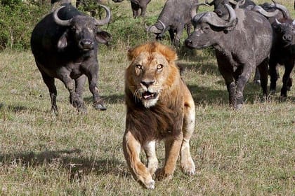 3-Day Best Camping Safari in Tanzania Parks