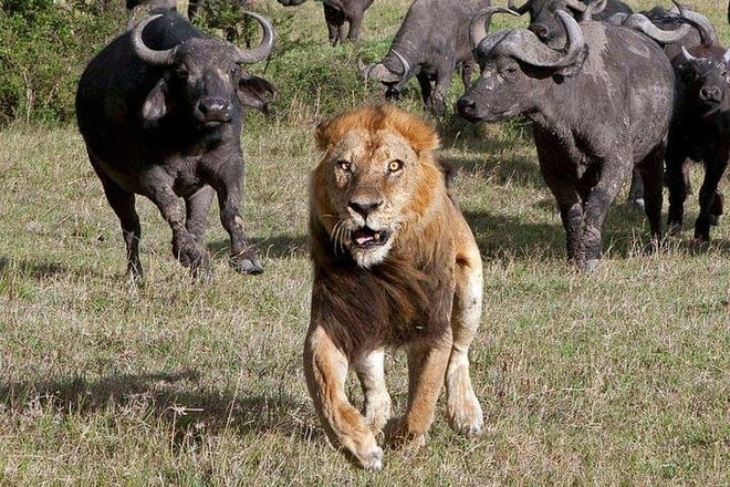Maasai Mara National Reserve