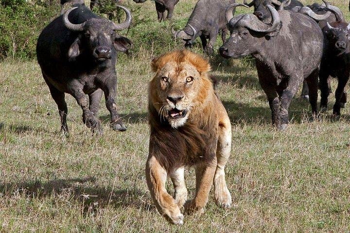 Maasai Mara National Reserve